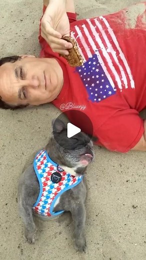 French Bulldog on Instagram: "We do summer right 🤗 @bluenjy . TAG a friend who love French Bulldogs🐕 . Credit👉 @bluenjy . . . . #frenchie #frenchbulldog #frenchiesofinstagram #frenchies #french_bulldogs #frenchies1 #frenchiesociety #frenchiephotos #frenchielife #frenchiegram #frenchielove #frenchieoftheday #bulldogsofinstagram #bulldog #bulldoglove #animalsdoingthings #bulldoglife #theworldofbullies #igbulldogs_worldwide #dogstagram #dog #dogsofinstagram #cutedog #doge #doglover #instadog #pu