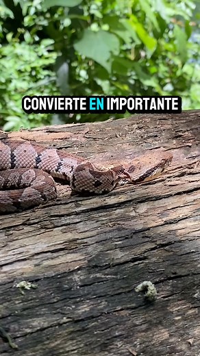 Nauyaca Metlapilcoatlus mexicanus | Pajareando ando