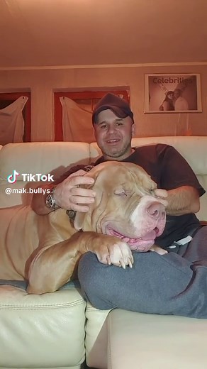 American Bully XXL - Massive Bulldog From Deutschland and Türkiye