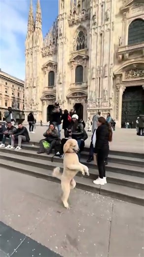 Pappy the Poodle’s Italian Adventure #dogtricks #dogshorts #smile #doglover