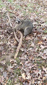 The most effective form of predator control doing what it does best! Nest predator taken out! #themanagementplan | #trapping | #predator | #gameover | Game Over Outdoors