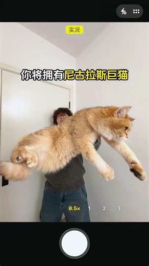 Master Cat Care: From Novice to Pro in 5 Steps