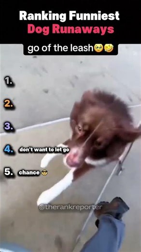Ranking Funniest Dog Runaways #dogrun #shorts