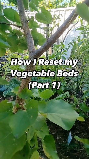 119 reactions · 5 comments | RESETTING VEGGIE BEDS (PART 1) It’s a...