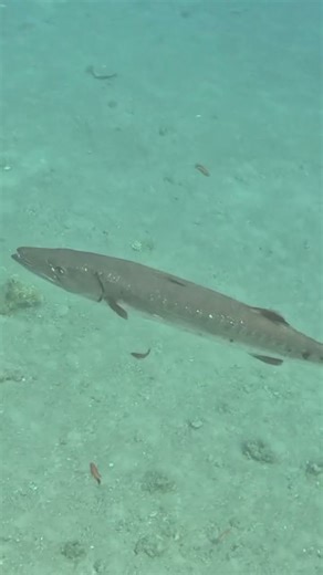 Hovering Over a Great Barracuda — Intense Moment 🤿😮🌊