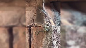 Viral Video: Gecko Fights Off Flying Snake to Save Fellow Lizard