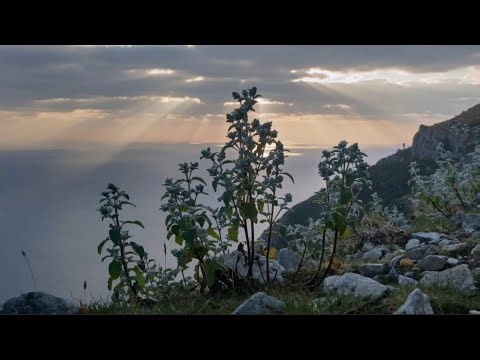 396 Hz + 8 Hz Aura & Space Energy Cleansing: Alpha Grounding | Sage Purification Frequency