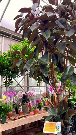 Mature Rubber Tree | Ficus Elastica Burgundy