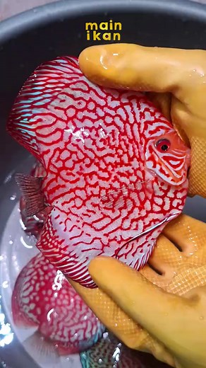 All About Discus Fish: Your Guide to Aquascaping