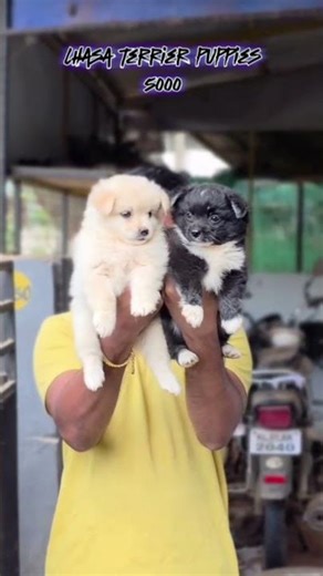Lhasa Terrier puppies at Trivandrum Kerala #lhasaapso #lhasaapsopuppy #terriermix #terrier #lhasa