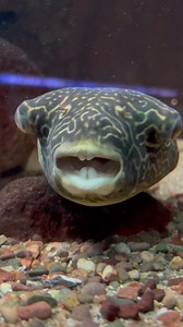 Caption this video of Kim, the giant freshwater puffer for us. 🐡 Fun fact! Puffers are among the unique fish species that have the ability to blink or close their eyes. Kim eats lots of crunchy food like shelled invertebrates, including snails, to prevent teeth overgrowth. | Shedd Aquarium