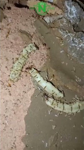 Termite Inspection @ Mannar, Alappuzha | Queen Termite Colony Exposed by DFM India