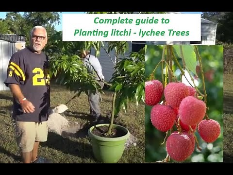 How to Plant Lychee - Planting a Litchi | Litchi Tree | Lychee Farm in Florida