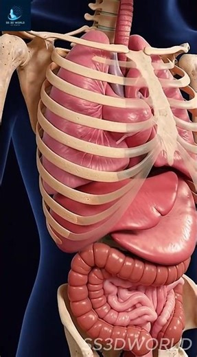 Internal Body Movements in 3D — Human Anatomy Animation | ss3dworld