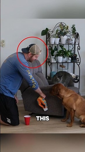 The Cat Pranks the Dog?! (via: ruby_thelabrador/TT) #shorts #trending #viral #cat #dog #funny
