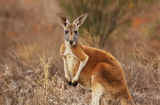 A giant leap for roo-kind as scientists produce first kangaroo embryo through IVF