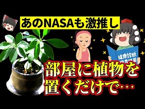 【人類は自然と共に生きてきた】部屋に観葉植物を置くメリット６選【ゆっくり解説】