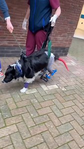 “A journey of a thousand miles begins with a single step” #SupervetER #Supervet #FitzpatrickReferrals | Professor Noel Fitzpatrick