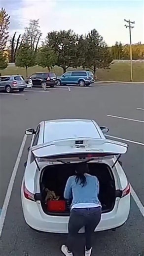kiran wakade on Instagram: "Daytime Tension — Vehicle Shakes Briefly Fixed-camera footage shows a roadside parking spot. A woman opens her trunk. Seconds later, a tiger runs toward the car. She moves inside the trunk and closes it, followed by a noticeable shake of the vehicle. #daylightmoment #caughtoncam #visualtension #shorts"