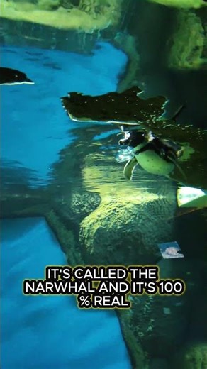 🦄 This Real Animal Looks Like a Unicorn #mindblownfacts #shorts