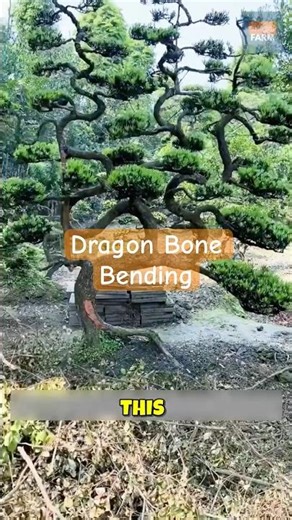 Why Are They Cutting This Living Tree?