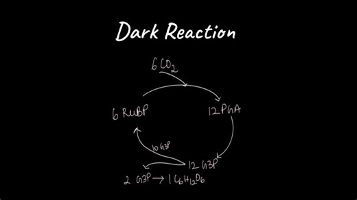 Dark Reaction (Calvin Cycle)