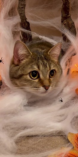 Just caught my cat trying to be a spooky decoration! 😂 🕷️🐾 #Halloween #halloween2025 #halloweenparty #halloweencostume #cat #cats #catvideos #catlover #cute #fluffycat #catsoftheday #kittens #kittenlove #catlife #meow #catoftheday #catloversclub #felines #adorablecats #crazycatlady #catfamily | The Cats Showcase