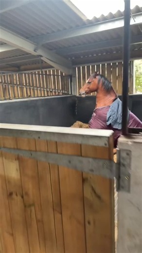 Top Viral Horse Moments — Funny Horse Video Highlights