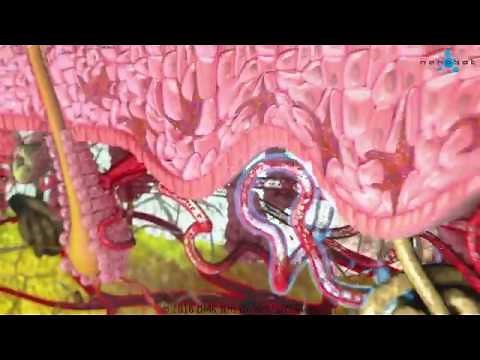 Human skin - 3D medical animation