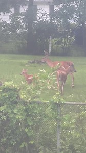 23 reactions · 10 comments | How cute is this little deer family in our backyard 歷 | BossLadyStyles | Facebook