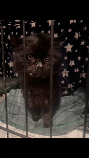 Każdy kot niesie w sobie jakąś historię. Baltazar przyniósł taką, która jest bardziej ogromnym lękiem. 🐾 W jego spojrzeniu mieści się wszystko- lęk, obrona, głęboka nieufność wobec człowieka. Nie dlatego, że „taki już jest”, lecz dlatego, że nikt wcześniej nie dał mu powodu, by poczuć się bezpiecznie. 💔 Po weekendzie przestał jeść. Trzy dni… zdecydowanie za długo. Wtedy podjęłam decyzję: Baltazarze, musisz coś zjeść, choćby cały świat mówił inaczej. Nie pozwalał się do siebie zbliżyć- syczał, 