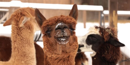 WATCH: Nashville Zoo covered in snow