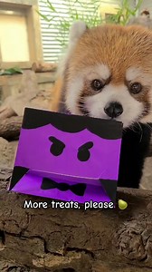 5.1K views · 106 reactions | Don’t miss out on seeing our animals receive Halloween-themed treats during Zoo Boo presented by King & Spalding. Plan your visit this week: bit.ly/3B6tUOo | Houston Zoo | Facebook