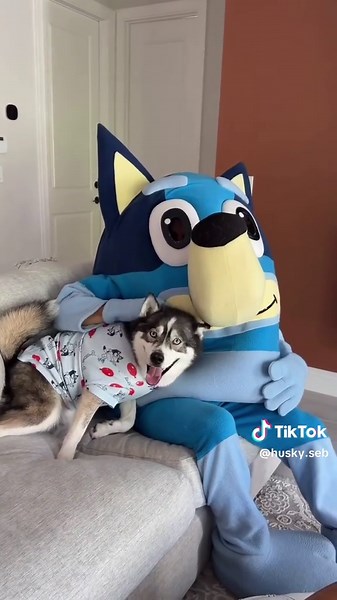 Celebrating Blue's 7th Birthday: One of a Kind Husky
