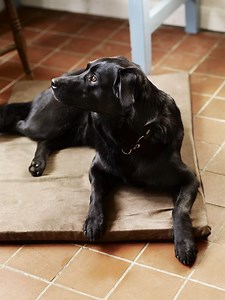 Easy-clean comfort: 13 best washable dog beds