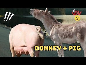 What You Never Knew About Donkeys and Pigs – In Just 60 Seconds!
