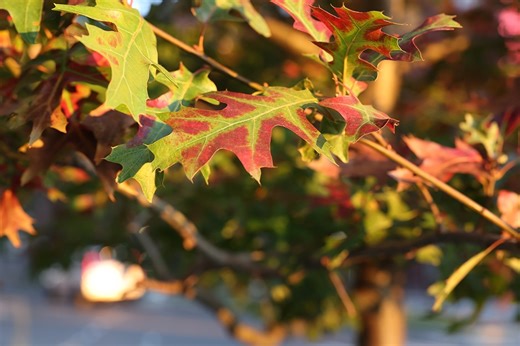 Canon EOS R6 III pre-production sample gallery: what's the new sensor like?