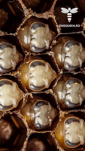 Worker Bee Life Cycle: Day 20 - It's almost hatching time, And while the baby bee molts, Nurse bees prepare To welcome them into the new world | OneQueen.ro | Facebook
