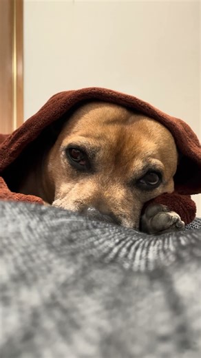 Sleepy Staffy Fighting the Urge to Nap 😴