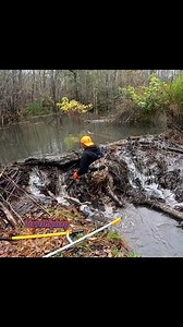 193K views · 1.3K reactions | Beaver Dam Removal! || We Pulled The Master Link!  #newcreek #beaverdamremoval #beaverdam #beavers #drain #water #terrellspivey #fypシ゚ #foryoupageシ #foryou #viralvideo #viralFBvideo #FBVIDEO #fb #viralfb #viralreelsシ #fbreels | Terrell Spivey | Facebook