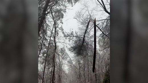 Videos capture trees seemingly 'explode' in extreme cold