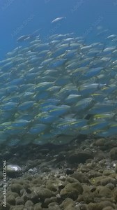Underwater footage of a large school of fish swimming harmoniously in the clear, calm waters of the ocean. The vibrant fish exhibit beautiful patterns, creating a mesmerizing and serene aquatic scene.