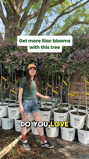 Bloomerang Lilac Tree | Fast Growing Trees #lilac #provenwinners #fastgrowingtrees