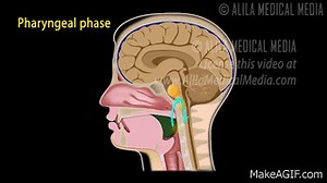 Swallowing Reflex, Phases and Overview of Neural Control, Animation. on Make a GIF