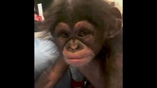 Baby chimpanzee sees her reflection in mirror