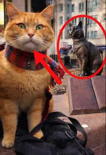 The Most Famous Street Cat in History Bob the Cat