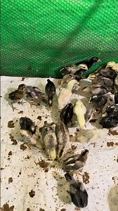 Feeding Chicks for Healthy and Strong Growth! 🐥#chicken #farming #villagelife #shorts #babychicks