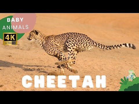 Cheetah | Cheetahs for Kids: Learn All About Cheetah| Amazing Animals | CuteKidsTV