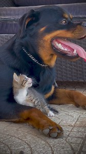 5.6K views · 221 reactions | Rottweiler's Planet on Reels | Facebook