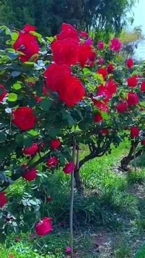 Spring Flower Garden Tour – So Many Colors! #flowers #aestheticroomdecor #garden